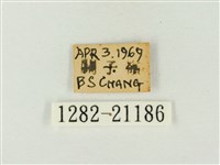 玳灰蝶藏品圖，第3張