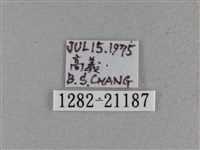 尖翅褐弄蝶藏品圖，第3張