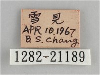 臺灣黛眼蝶藏品圖，第3張
