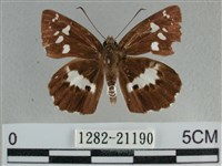 玉帶弄蝶藏品圖，第1張