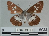 玉帶弄蝶藏品圖，第2張