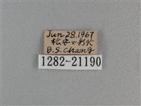 玉帶弄蝶藏品圖，第3張