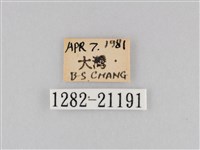 大波眼蝶藏品圖，第3張