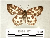 白弄蝶藏品圖，第1張