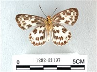 白弄蝶藏品圖，第2張