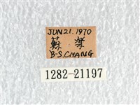 白弄蝶藏品圖，第3張