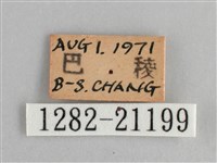 臺灣黛眼蝶藏品圖，第3張