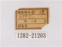 碧翠灰蝶藏品圖，第3張