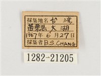 淺色眉眼蝶藏品圖，第3張