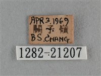 紫日灰蝶藏品圖，第3張