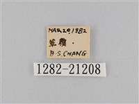 密紋波眼蝶藏品圖，第3張