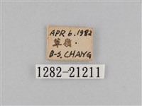 密紋波眼蝶藏品圖，第3張