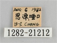 大幽眼蝶藏品圖，第3張