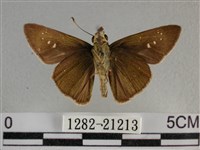 尖翅褐弄蝶藏品圖，第2張