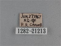 尖翅褐弄蝶藏品圖，第3張