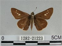 小稻弄蝶藏品圖，第1張