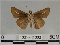 小稻弄蝶藏品圖，第2張