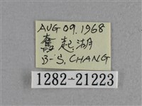 小稻弄蝶藏品圖，第3張