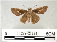 禾弄蝶藏品圖，第2張