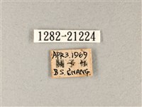 禾弄蝶藏品圖，第3張