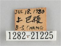 臺灣黛眼蝶藏品圖，第3張