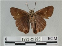 圓翅絨弄蝶藏品圖，第2張