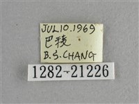 圓翅絨弄蝶藏品圖，第3張