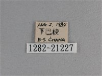 黃星弄蝶藏品圖，第3張