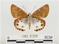 白裙弄蝶藏品圖，第2張