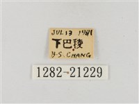 白裙弄蝶藏品圖，第3張