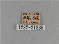 竹橙斑弄蝶藏品圖，第3張