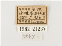 淺色眉眼蝶藏品圖，第3張