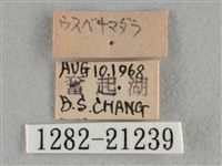 臺灣赭弄蝶藏品圖，第3張