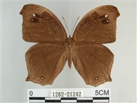 森林暮眼蝶、黑樹蔭蝶藏品圖，第1張