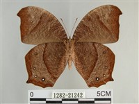 森林暮眼蝶、黑樹蔭蝶藏品圖，第2張