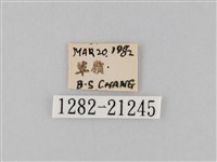小波眼蝶藏品圖，第3張