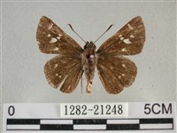 臺灣赭弄蝶藏品圖，第1張