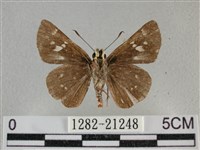 臺灣赭弄蝶藏品圖，第2張