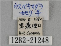 臺灣赭弄蝶藏品圖，第3張