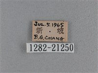 尖翅褐弄蝶藏品圖，第3張