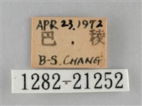 黃紋孔弄蝶藏品圖，第3張