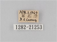 小波眼蝶藏品圖，第3張