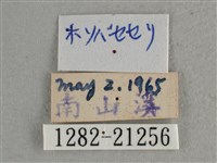 白斑弄蝶藏品圖，第3張