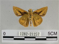 竹橙斑弄蝶藏品圖，第2張