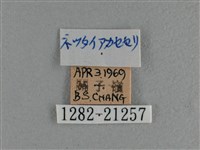 竹橙斑弄蝶藏品圖，第3張