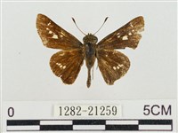 稻弄蝶藏品圖，第1張