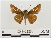 稻弄蝶藏品圖，第2張