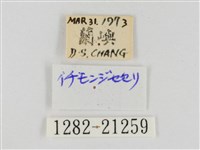 稻弄蝶藏品圖，第3張