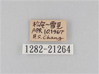 大波眼蝶藏品圖，第3張