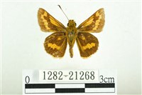 黃斑弄蝶藏品圖，第1張